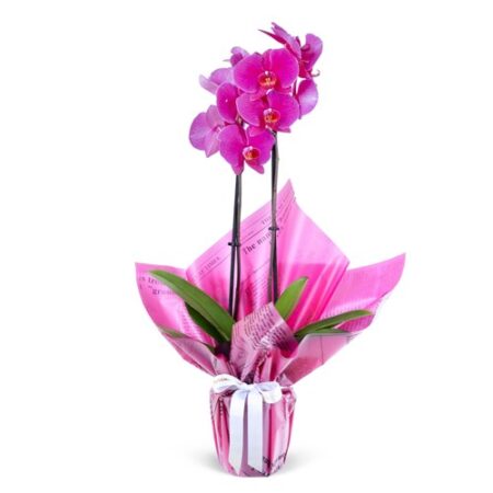 ÇİFT DAL PEMBE ORKİDE