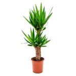 YUCCA(2'Lİ BÜYÜK BOY)